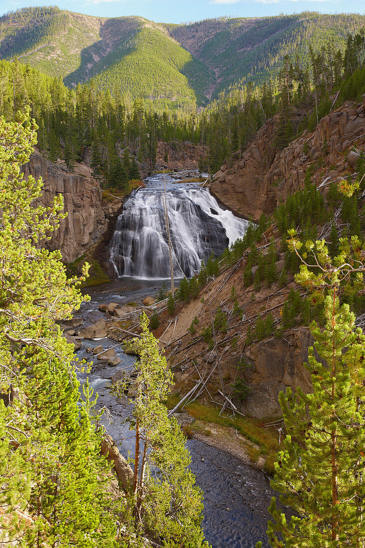 Gibbon River und Gibbon Falls , Yellowstone National Park , Wyoming , U.S.A. , America