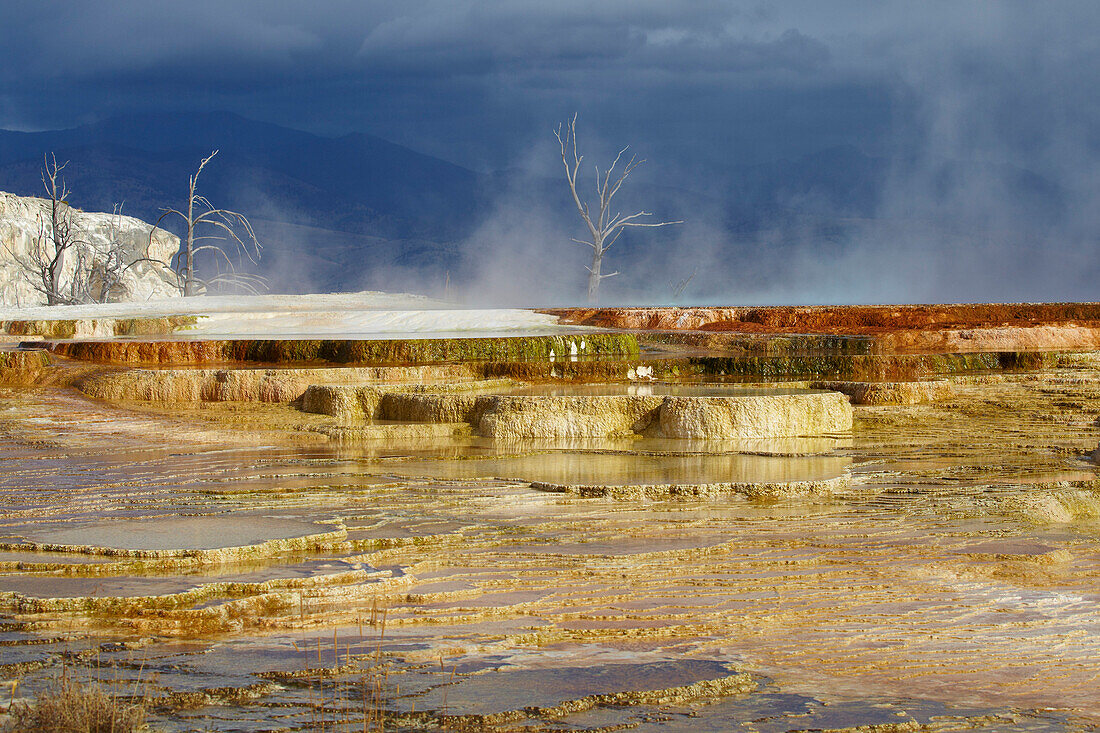 Mammoth Hot Springs Terraces , Mammoth Hot Springs , Yellowstone National Park , Wyoming , U.S.A. , America