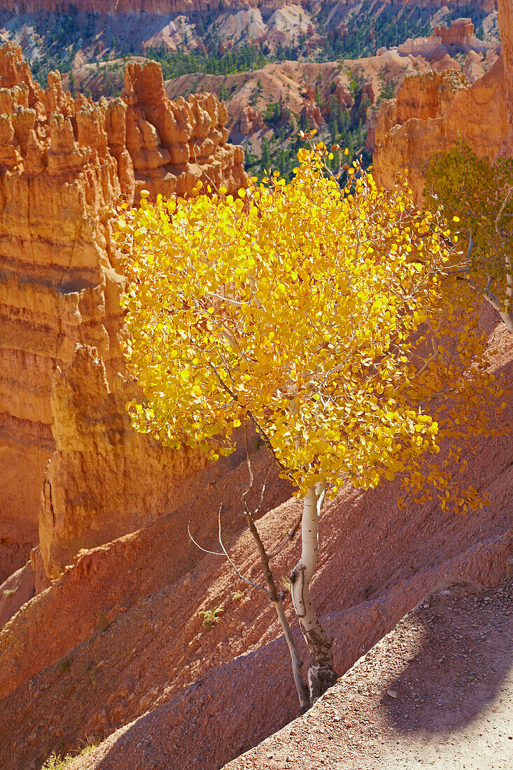 Navajo Loop Trail , Autumnal tints , Bryce Amphitheater , Bryce Canyon National Park , Utah , U.S.A. , America