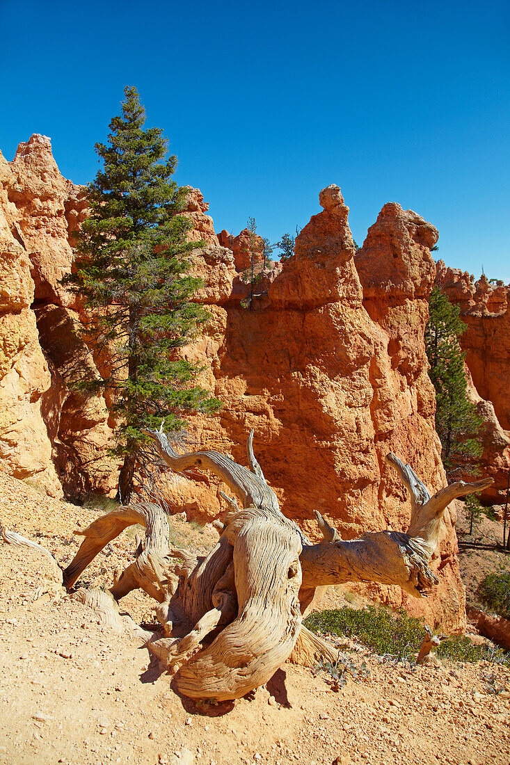 Queens Garden Trail , Bryce Amphitheater , Bryce Canyon National Park , Utah , U.S.A. , Amerika