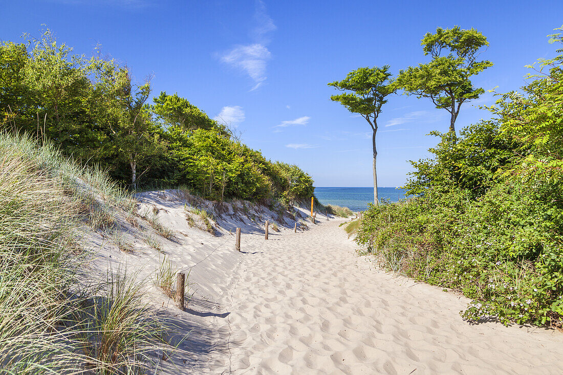 Way down to the beach Weststrand between the Baltic seaside resorts Ahrenshoop and Prerow, Fischland-Darss-Zingst, Baltic coast, Mecklenburg-Western Pomerania, Northern Germany, Germany, Europe