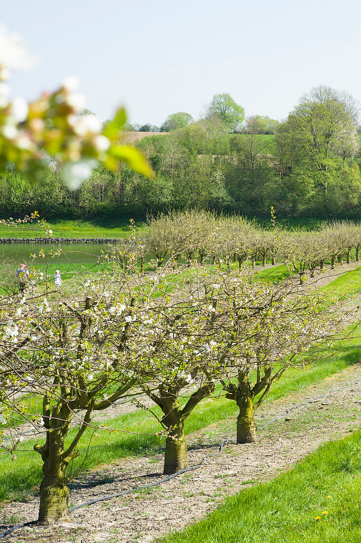 Apple blossom along the Nord-Ostsee-Kanal, Neuwittenbek, Schleswig-Hostein, Germany