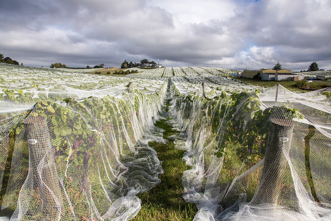 Vogelnetz über Weinreben, Schutz der Trauben vor der Weinernte, Weinanbau, Motueka, dramatische Wolken, Südinsel, Neuseeland