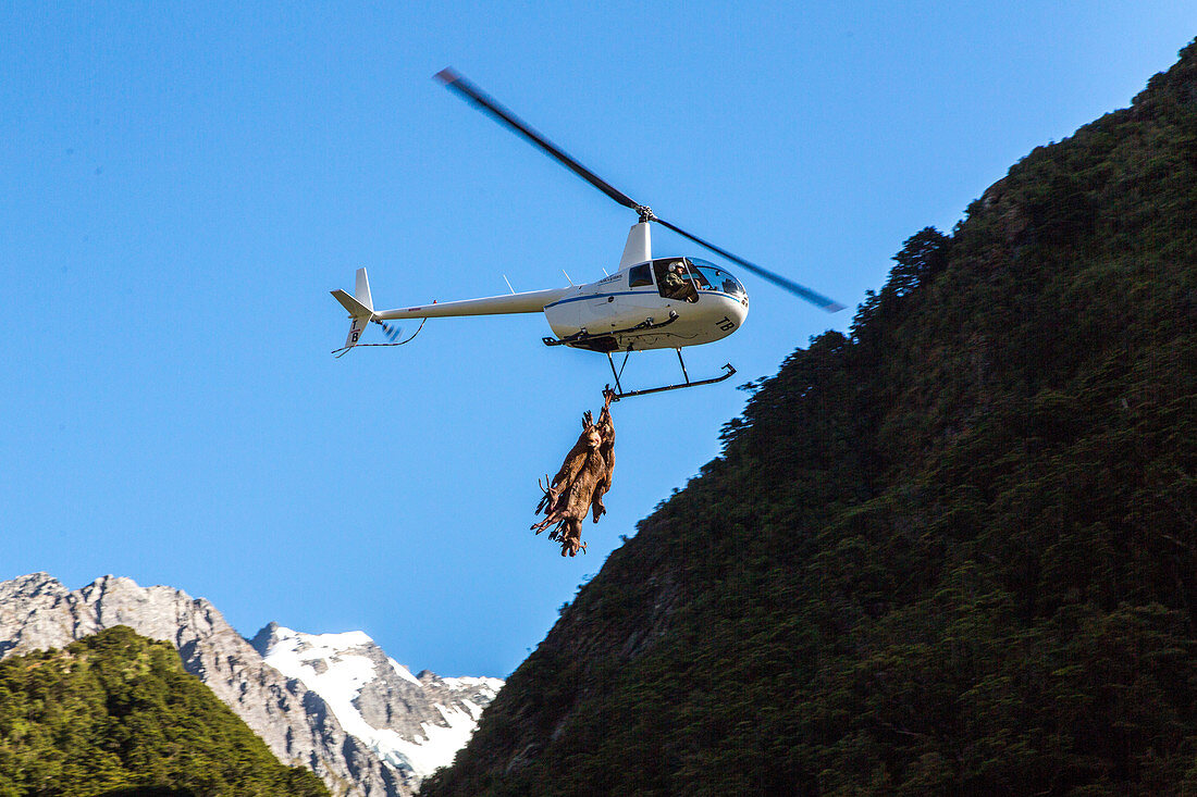 helicopter carry shot deer out of wilderness, deer culling, Matukituki Valley, river, alpine scenery, snowy mountains, Mount Aspiring National Park, Southern Alps, South Island, New Zealand