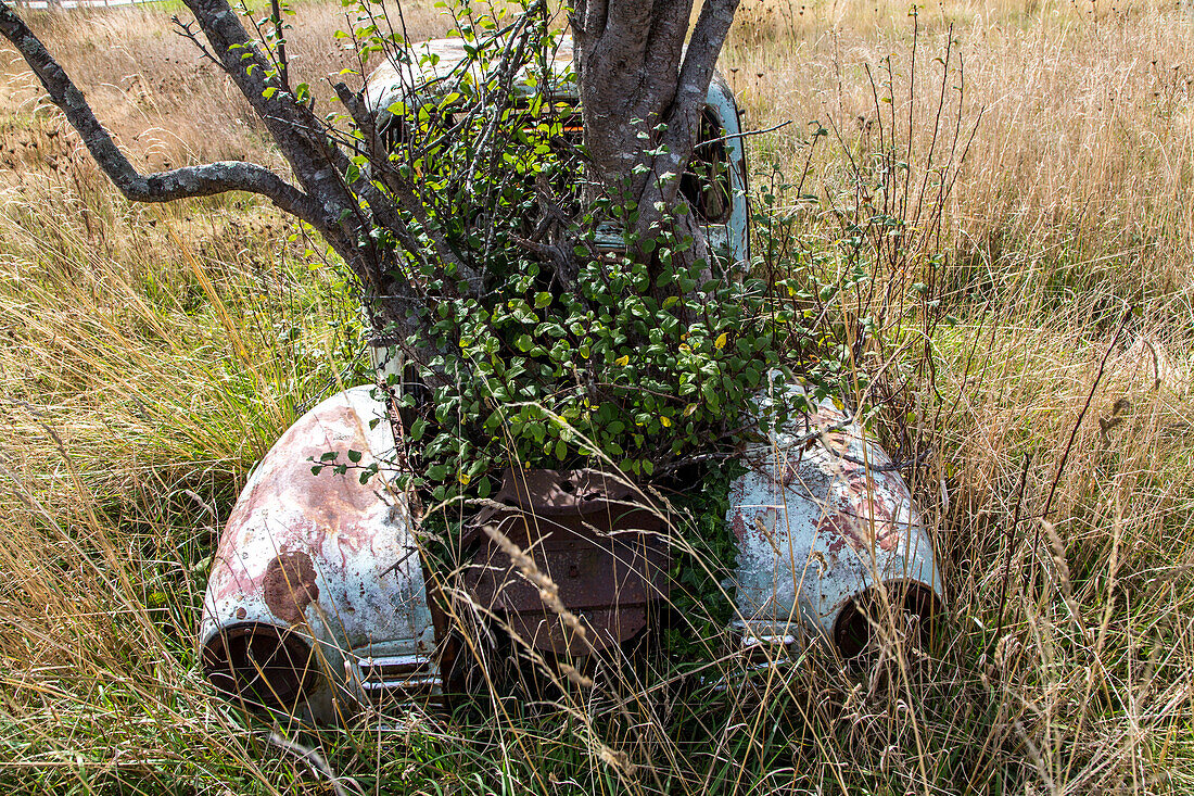 Oldtimer, 30er Jahre, Autowrack, aus der Motorhaube wächst ein Baum, verrostet, Rost, Verfall, Neuseeland