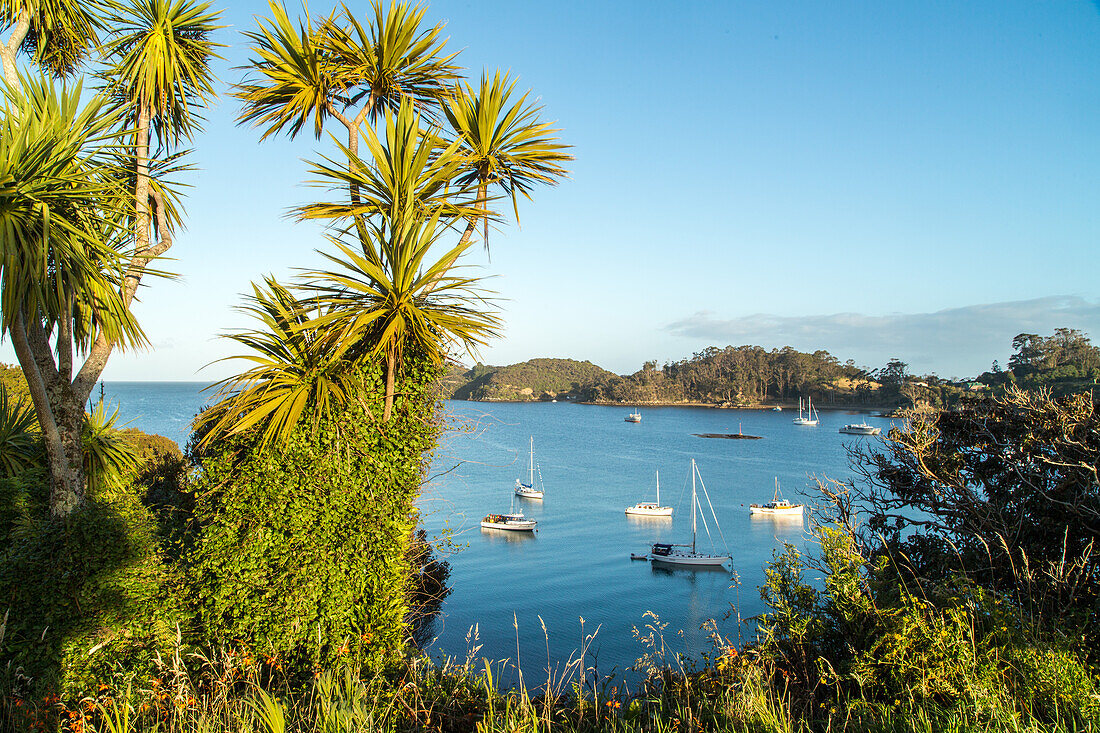 anchored boats, cabbage tree, Halfmoon Bay, Stewart Island, Rakiura, New Zealand