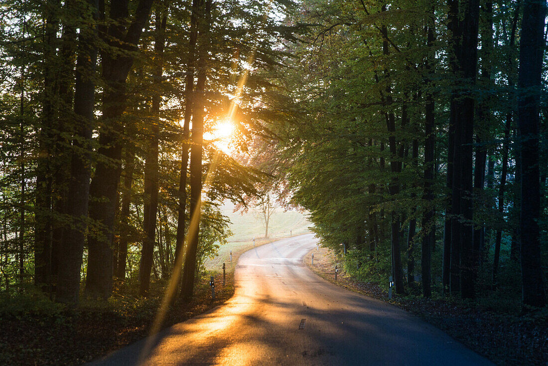 Road through a forest on an autumn day, Allgaeu, Bavaria, Germany