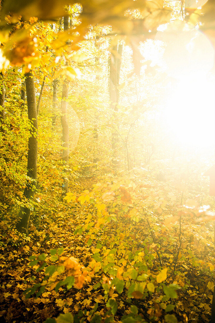 Wald an einem wunderschönen Herbsttag, Allgäu, Bayern, Deutschland
