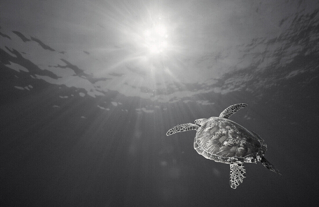 Sea Turtle and Sunburst Underwater