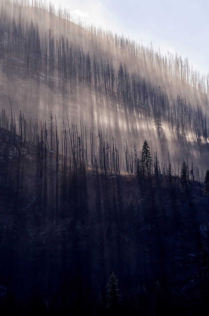 Low angle view of burned trees on rural mountainside