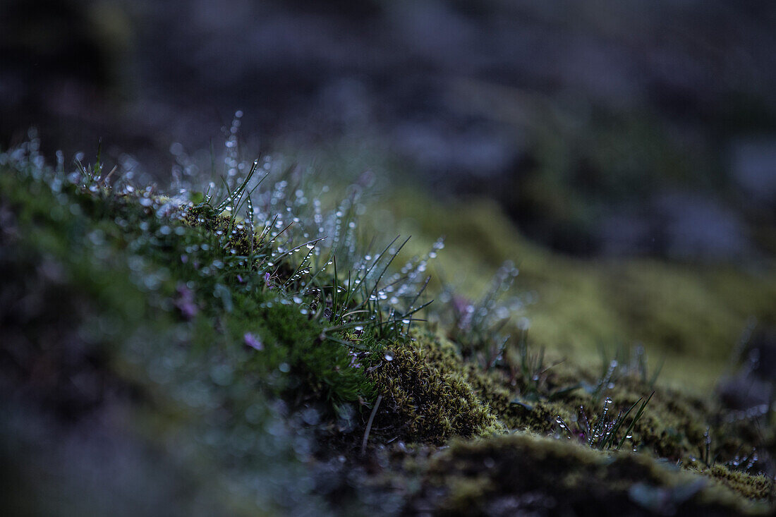 Dew covered moss, Faeroe Islands