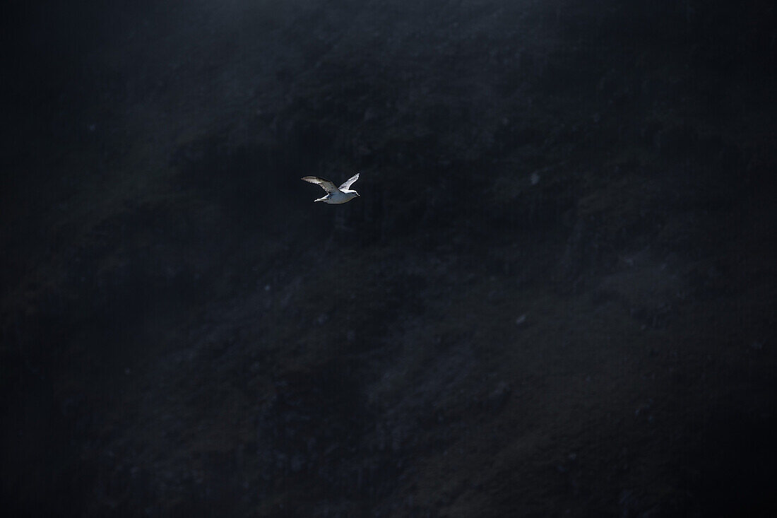 Fyling seagull, Faeroe Islands