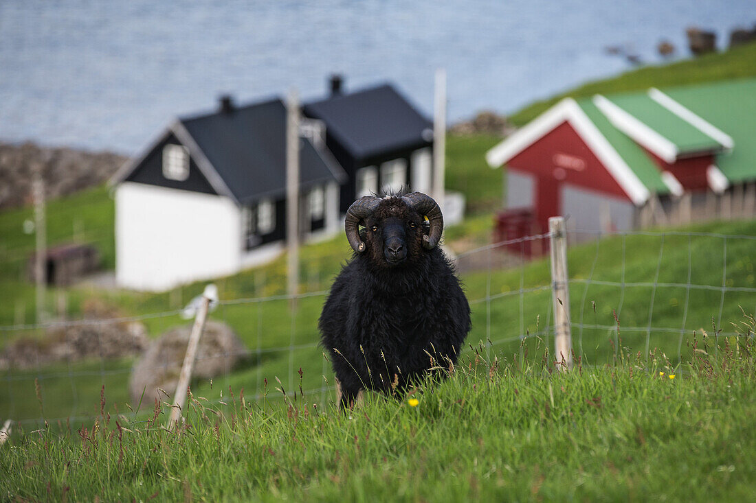 Schwarzer Bock, Färöer Inseln