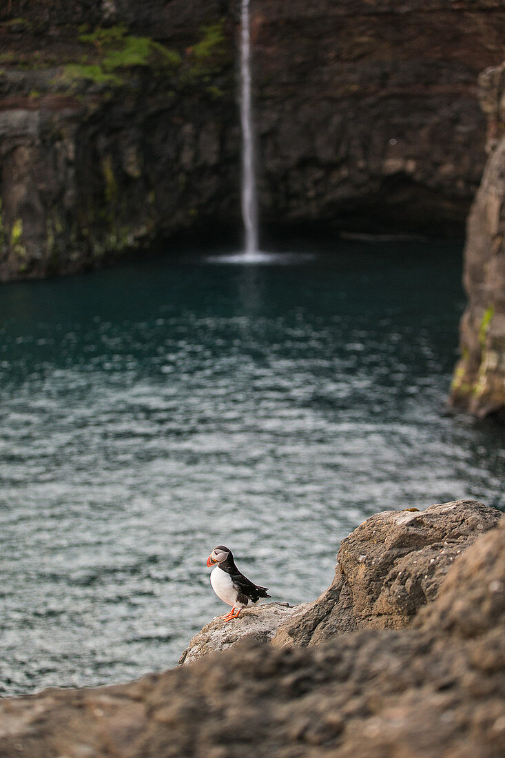 Atlantic puffin standing on a rock in front of a waterfall at the sea, Faeroe Islands