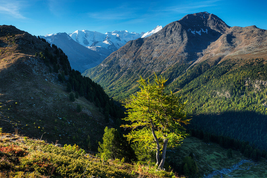 Blick von der Alp Languard zur Bernina-Gruppe mit Piz Palü, Bellavista und Piz Bernina, Pontresina, Engadin, Kanton Graubünden, Schweiz