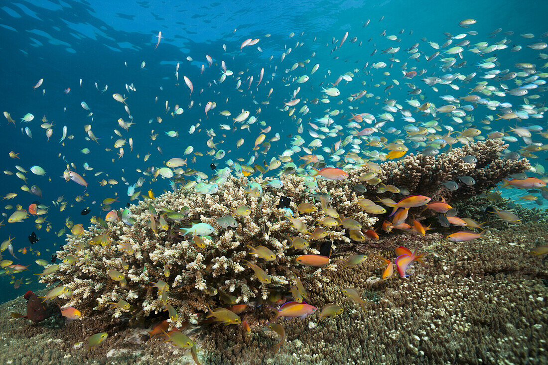 Anthias and Cromis in Coral Reef, Pseudanthias huchtii, Pseudanthias dispar, Ambon, Moluccas, Indonesia