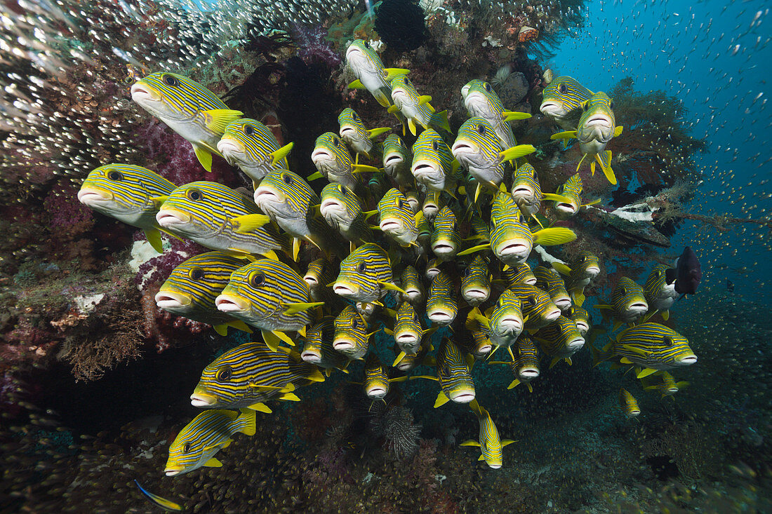 Schwarm Goldstreifen-Suesslippen, Plectorhinchus polytaenia, Raja Ampat, West Papua, Indonesien