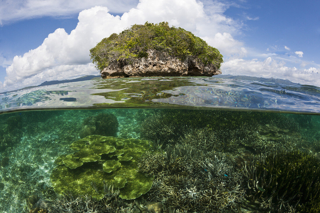 Corals in shallow Water, Raja Ampat, West Papua, Indonesia