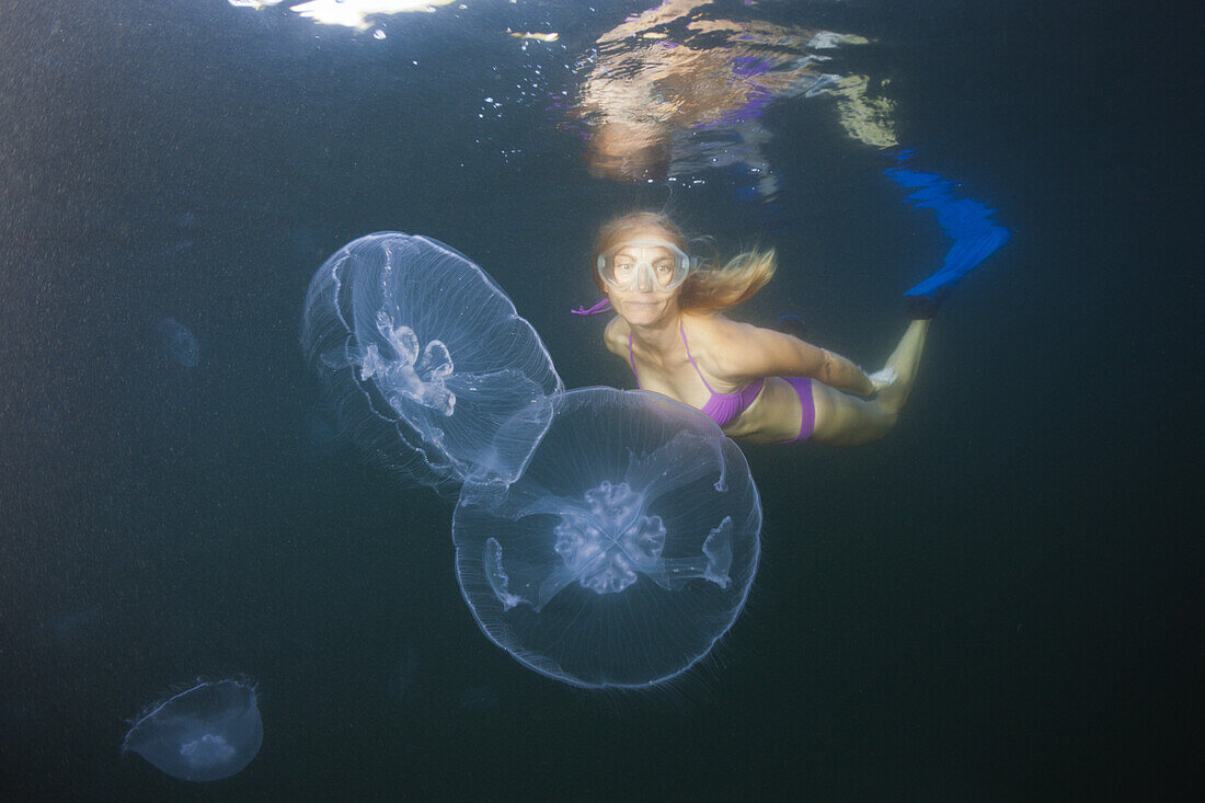 Moon Jellyfish, Aurelia aurita, Raja Ampat, West Papua, Indonesia