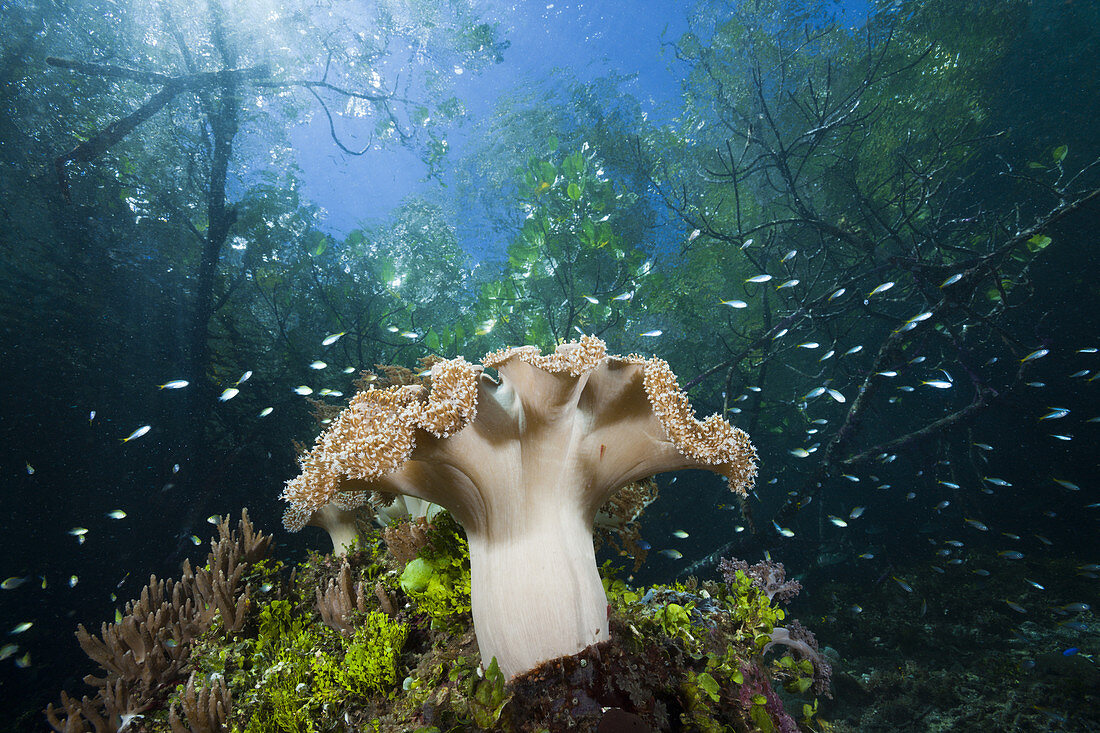 Corals growing near Mangroves, Raja Ampat, West Papua, Indonesia