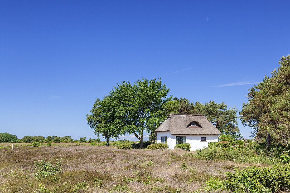 Reetdachhaus in der Heide zwischen Vitte und Neuendorf, Insel Hiddensee, Ostseeküste, Mecklenburg-Vorpommern,  Norddeutschland, Deutschland, Europa