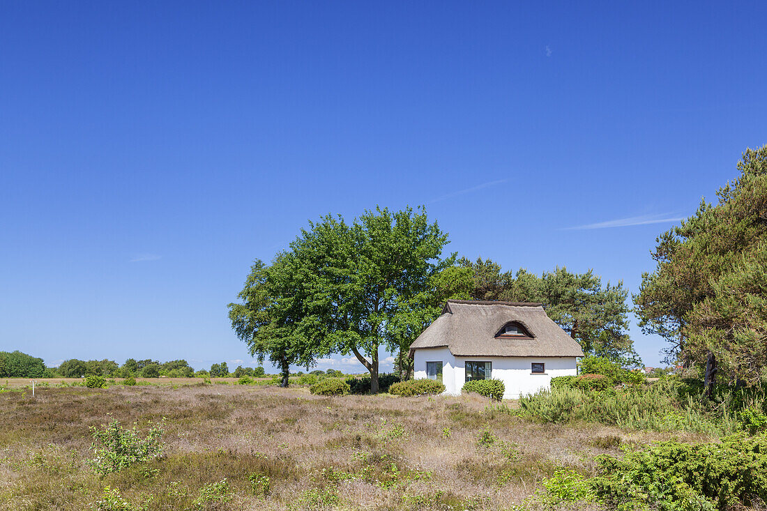 Thatched house in the heathland between Vitte and Neuendorf, Island Hiddensee, Baltic coast, Mecklenburg-Western Pomerania, Northern Germany, Germany, Europa