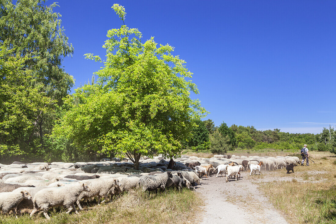 Sheeps in the heathland between Vitte and Neuendorf, Island Hiddensee, Baltic coast, Mecklenburg-Western Pomerania, Northern Germany, Germany, Europa