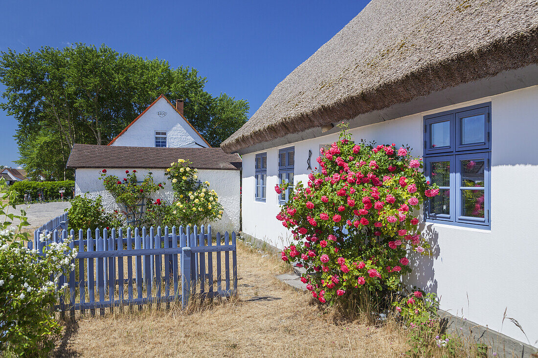 Reetdachhaus in Neuendorf, Insel Hiddensee, Ostseeküste, Mecklenburg-Vorpommern,  Norddeutschland, Deutschland, Europa