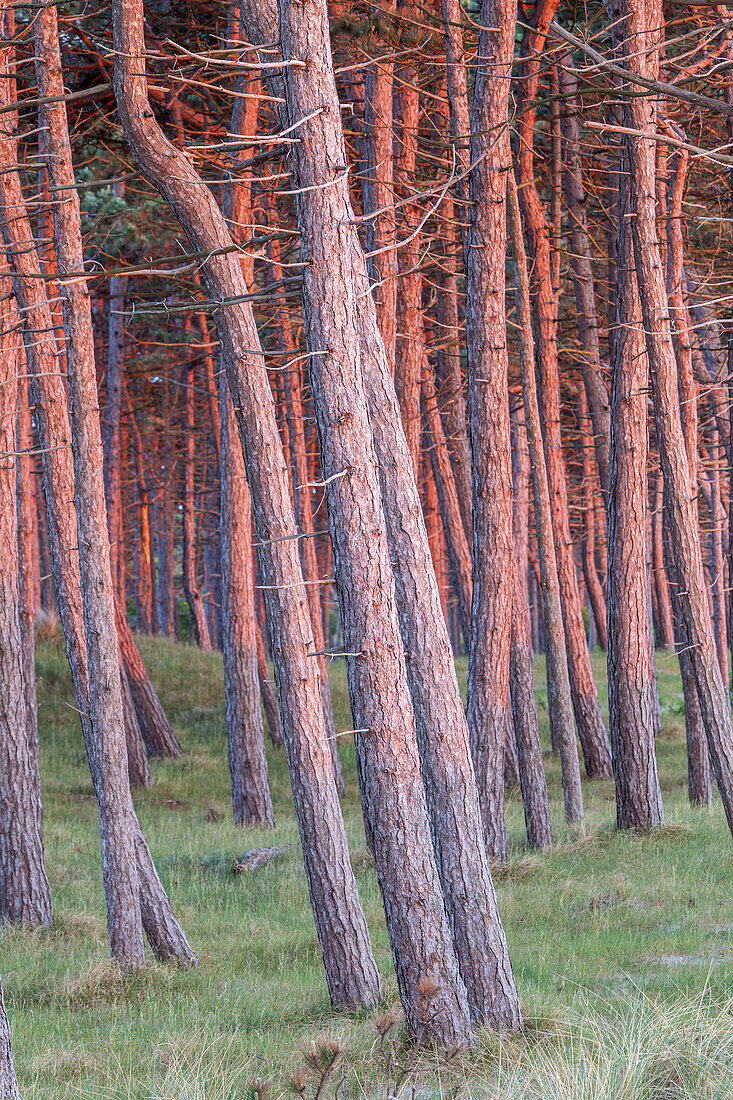 Küstenwald am Gellen, bei Neuendorf, Insel Hiddensee, Ostseeküste, Mecklenburg-Vorpommern, Norddeutschland, Deutschland, Europa