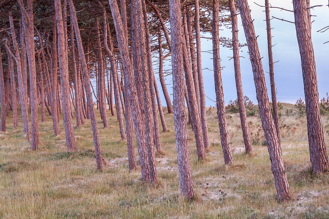 Küstenwald am Gellen, bei Neuendorf, Insel Hiddensee, Ostseeküste, Mecklenburg-Vorpommern, Norddeutschland, Deutschland, Europa