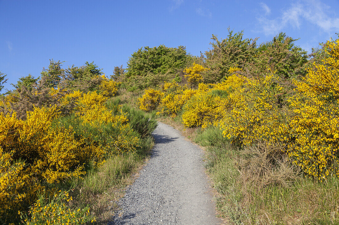 Weg auf dem Dornbusch, bei Kloster, Insel Hiddensee, Ostseeküste, Mecklenburg-Vorpommern,  Norddeutschland, Deutschland, Europa