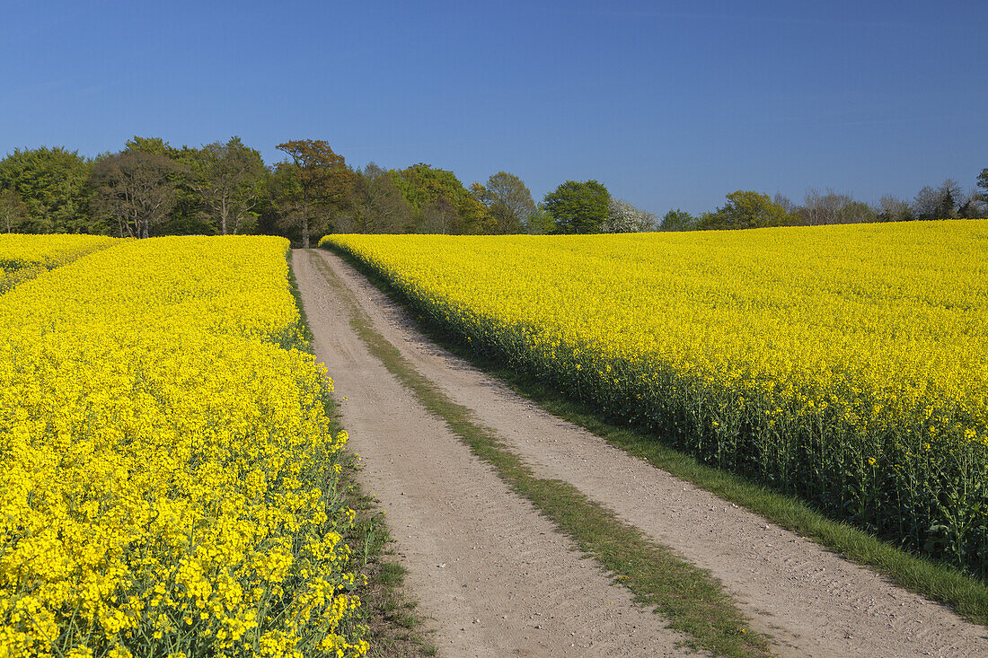 Way in a field of rape, Barkelsby, Baltic coast, Schleswig-Holstein, Northern Germany, Germany, Europe