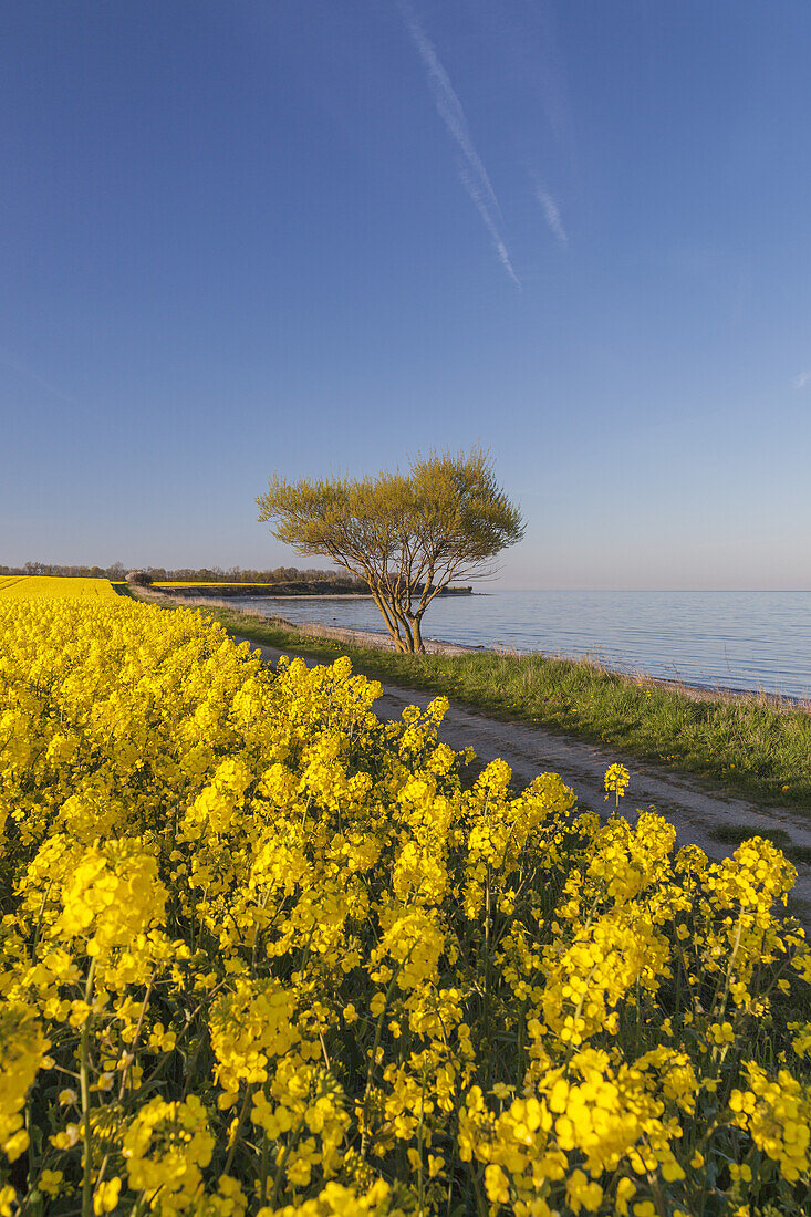 Cycle path and field of rape by the Baltic coast, Waabs, Schleswig-Holstein, Northern Germany, Germany, Europe