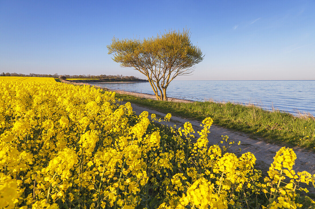 Cycle path and field of rape by the Baltic coast, Waabs, Schleswig-Holstein, Northern Germany, Germany, Europe