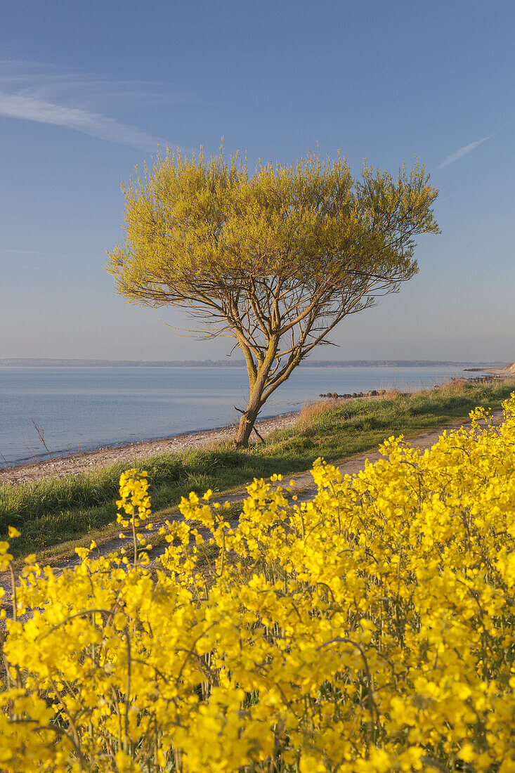 Field of rape by the Baltic coast, Waabs, Schleswig-Holstein, Northern Germany, Germany, Europe