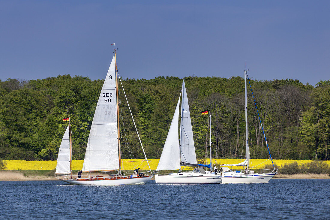 Sailing boats on the Schlei and a field of rape, Sieseby, Baltic coast, Schleswig-Holstein, Northern Germany, Germany, Europe