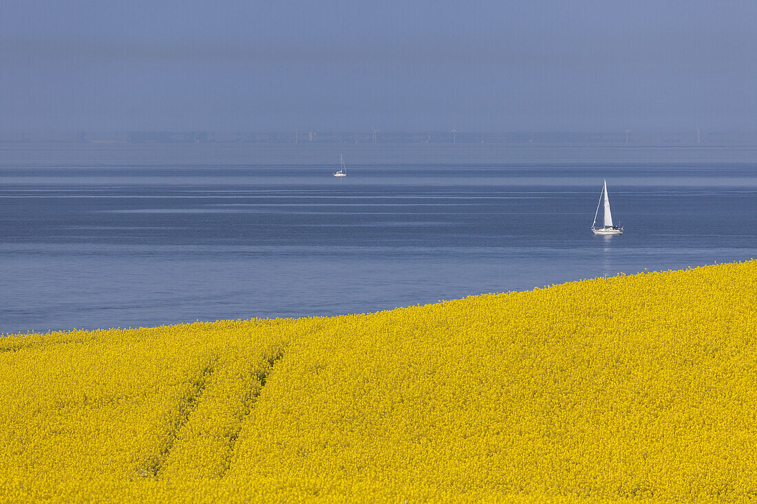 Rapsfeld mit Segelboot auf der Ostsee, bei Schwedeneck, Ostseeküste, Schleswig-Holstein, Norddeutschland, Deutschland, Europa