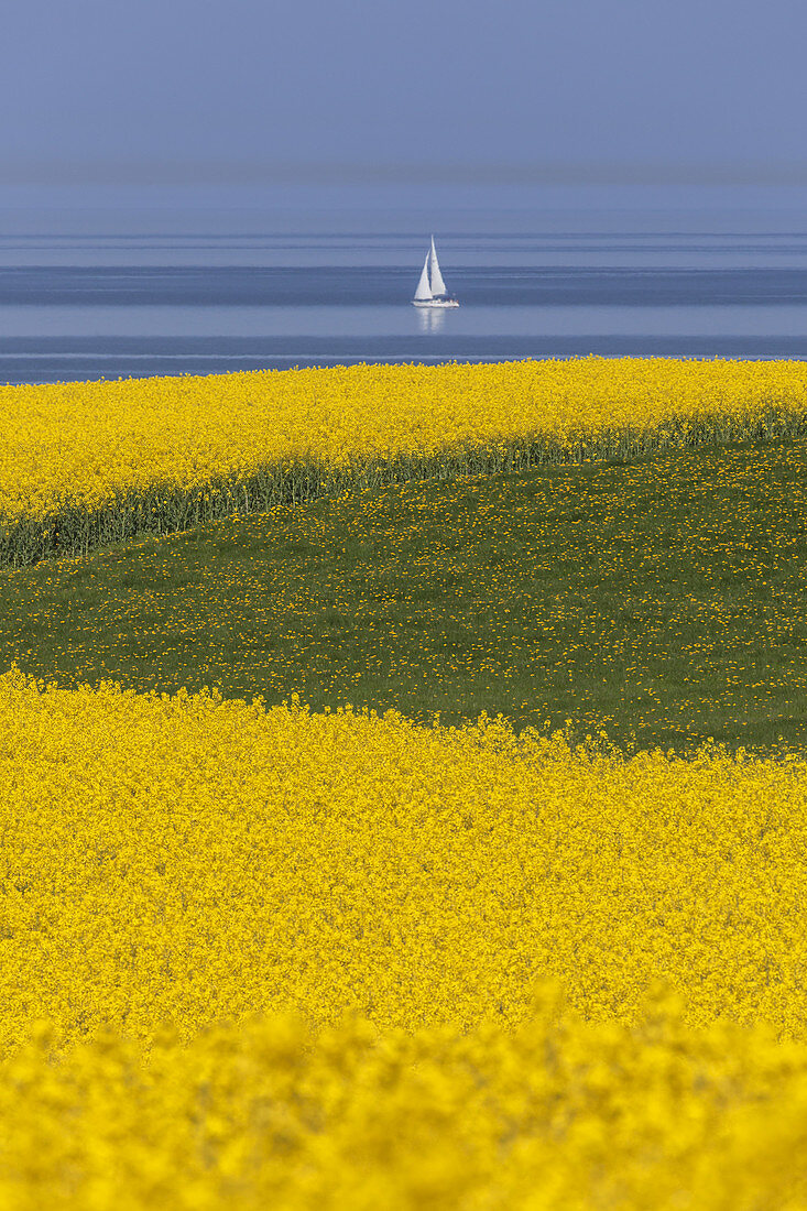 Field of rape and sailing boat on the Baltic Sea, near Schwedeneck, Baltic coast, Schleswig-Holstein, Northern Germany, Germany, Europe
