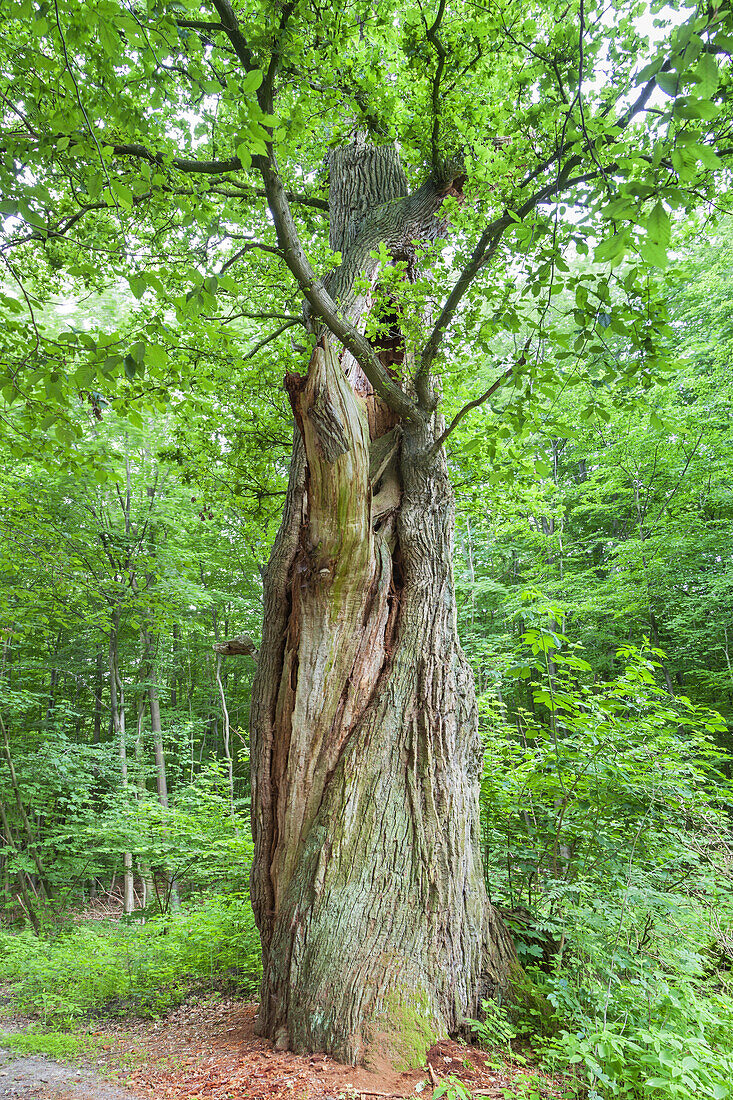 Alte Eiche im Urwald Hasbruch bei Hude im Oldenburger Land, Niedersachsen, Norddeutschland, Deutschland, Europa