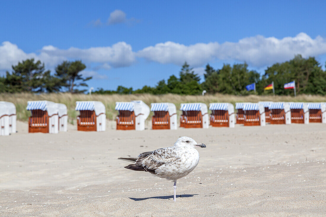 Möwe am Strand im Ostseebad Baabe, Insel Rügen, Ostseeküste, Vorpommern, Mecklenburg-Vorpommern, Norddeutschland, Deutschland, Europa