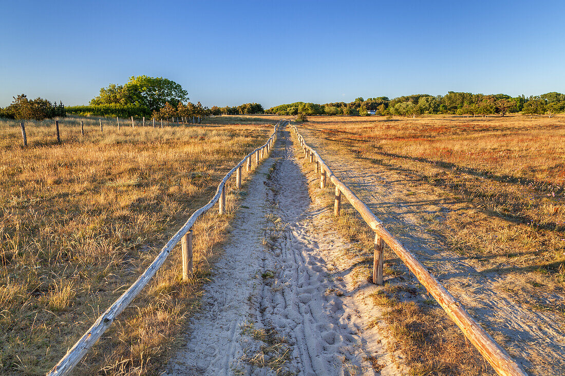 Way through the heathland by the cliffs near Dranske, Peninsula Wittow, Island Ruegen, Baltic Sea coast, Mecklenburg-Western Pomerania, Northern Germany, Germany, Europe