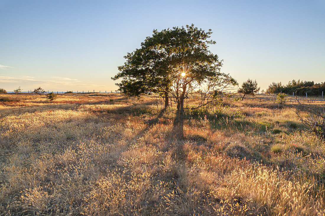 Little oak tree in the heathland by the cliffs near Dranske, Peninsula Wittow, Island Ruegen, Baltic Sea coast, Mecklenburg-Western Pomerania, Northern Germany, Germany, Europe