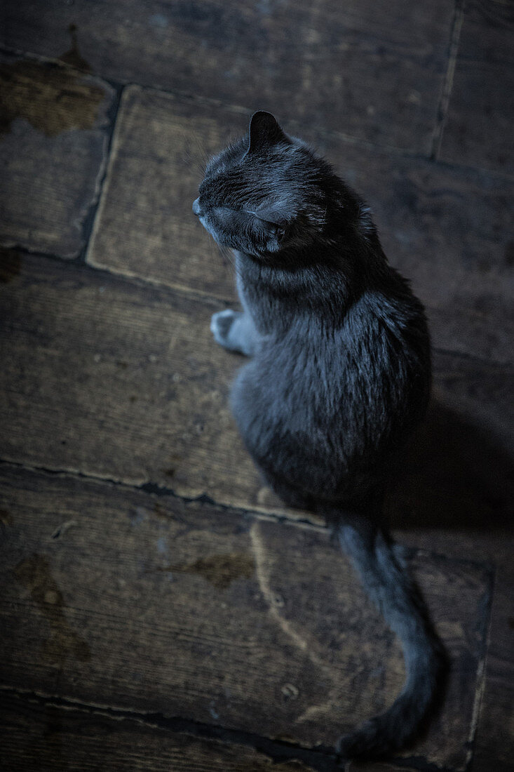 Wunderschöne schwarze Katze, Gudauri, Mzcheta-Mtianeti, Georgien