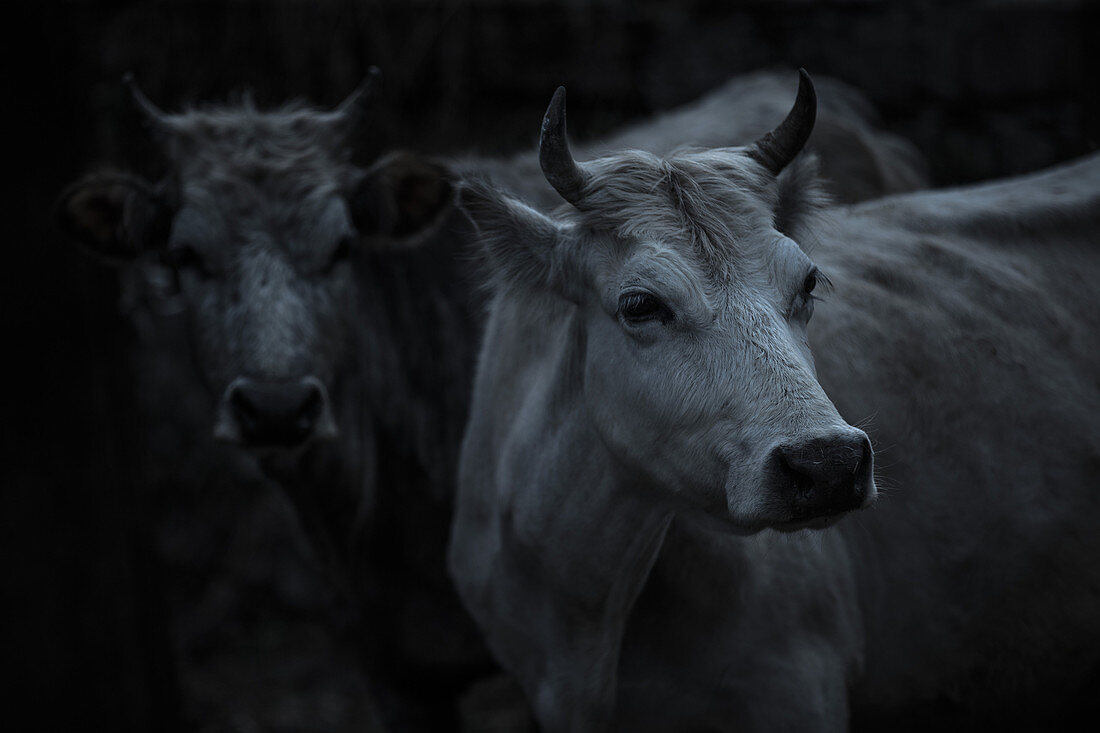 Cows, Gudauri, Mtskheta-Mtianeti, Georgia