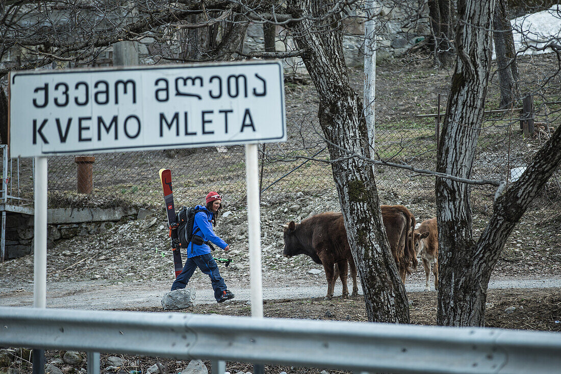 Young female skier walking past cows, Gudauri, Mtskheta-Mtianeti, Georgia
