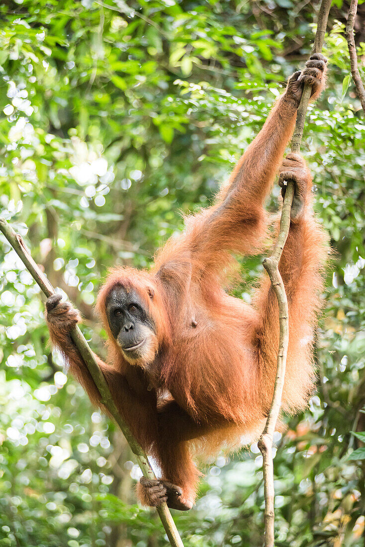 Weiblicher Orang-Utan (Pongo Abelii) im Regenwald in der Nähe von Bukit Lawang, Gunung Leuser Nationalpark, Nord-Sumatra, Indonesien, Südostasien, Asien