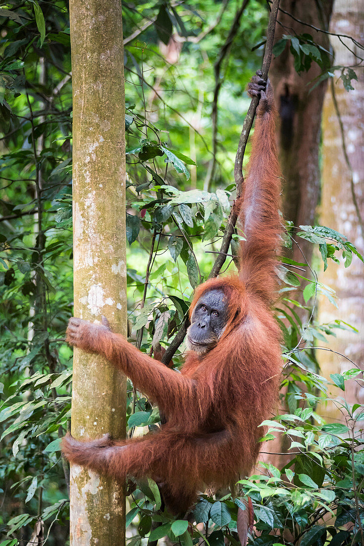 Weiblicher Orang-Utan (Pongo Abelii) im Regenwald in der Nähe von Bukit Lawang, Gunung Leuser Nationalpark, Nord-Sumatra, Indonesien, Südostasien, Asien