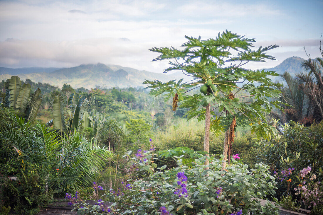 Papaya Baum, Ranomafana, Madagaskar Central Highlands, Madagaskar, Afrika