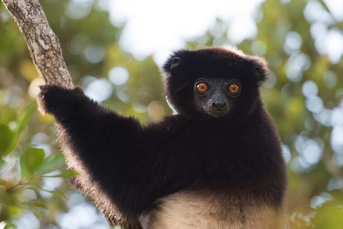 Milne-Edwards sifaka (Propithecus Edwardsi), Nationalpark Ranomafana, Madagaskar Central Highlands, Madagaskar, Afrika