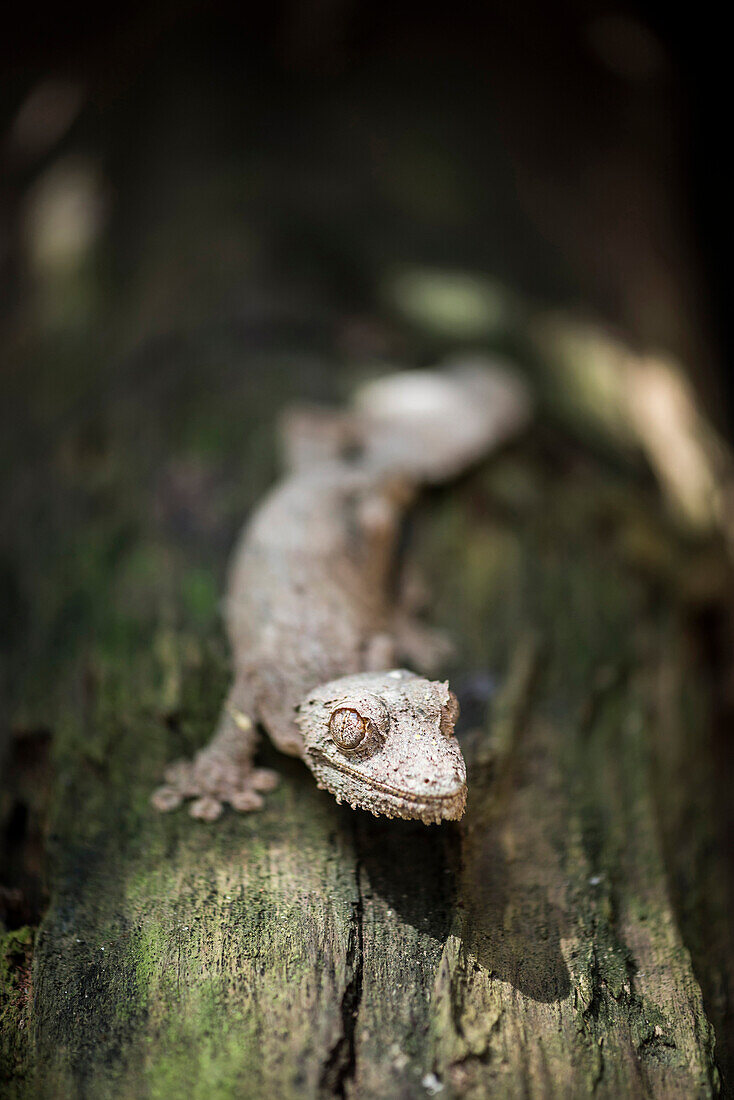Leaf-tailed gecko (Baweng Satanic leaf gecko) (Uroplatus phantasticus), endemic to Madagascar, Africa